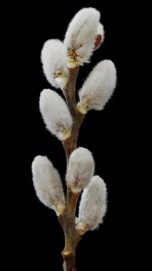 Pussy willows. Willow branches with fluffy white willow catkins at black background turning around its axis. Vertical template.