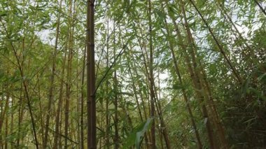 Yeşil bambu tarlaları ve yaprakları arasında takip eden kamera. Bambu ormanı geçmişi.