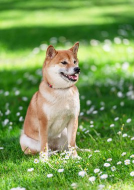 Gülümseyen Shiba Inu köpeğinin portresi papatyalarla yeşil çimlerde oturuyor. Optik bokeh ile bulanık yeşil arkaplan.