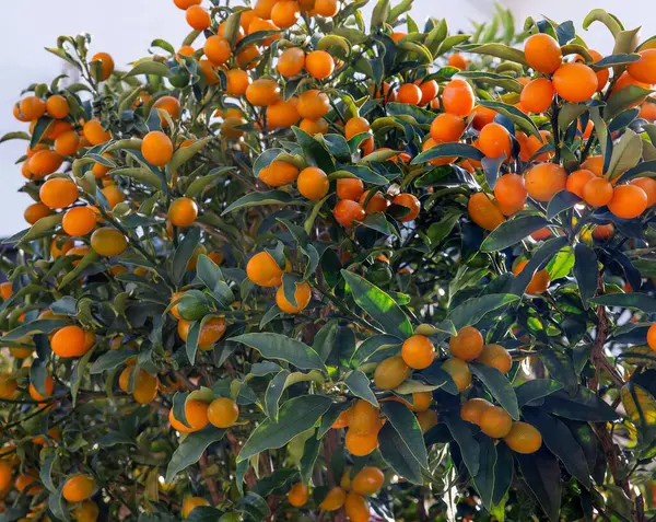 Kumquat şubesi tamamen olgun kumkatlarla kaplıdır..