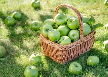 Meyve bahçesindeki yeşil çimlerin üzerinde hasır sepetin içinde olgun yeşil elmalar. Yaklaş, ön manzara..