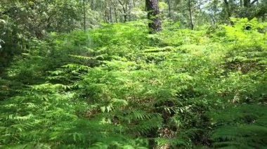 Gün batımında ormanın derinliklerinde eğreltiotu bitkilerinden yavaşça uzaklaşan kamera..