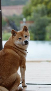 Ormanda oturan Shiba Inu köpeğinin portresi. Bulanık doğa geçmişi. Dikey video.