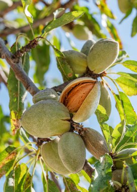 Badem ağacına badem fıstığı yakın. Arka planda mavi gökyüzü.