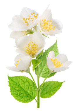 Yeşil yapraklı yasemin çiçekleri beyaz arka planda. Dosya kırpma yolları içeriyor.