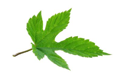 Taze yeşil sıçrayışlar ya da beyaz arka planda yaprakları olan koni çiçekleri. Dosya kırpma yolu içeriyor.