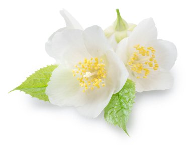 Yeşil yapraklı yasemin çiçekleri beyaz arka planda. Dosya kırpma yolları içeriyor.