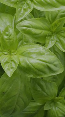 Tahta masadaki taze fesleğen yaprakları çerçevede yavaşça hareket eder. Makro dikey video çekimi.