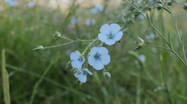 Çiçek açan narin mavi keten çiçekleri yakın tarlada.
