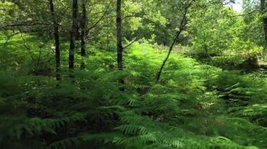 Gün batımında ormanın derinliklerinde eğreltiotu bitkilerinin yavaşça uzaklaşması..