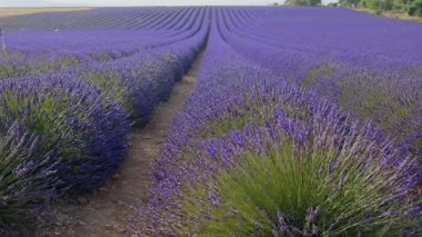 Fransa 'da yaz mevsiminde lavanta çiçekleri açan çiçek tarlaları. Lavanta yağı üretimi için çiftlik.
