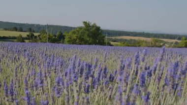 Çiçekli lavanta çalısı üzerinde lavanta çiçekleri; makro çekim. Güneş ışınları lavanta çiçeklerinde parlıyor.