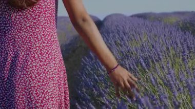 Memeli el, mor bir alanda lavanta çiçeklerine nazikçe dokunur. Tatilin yaz havası, doğal güzellik ve rahatlama.
