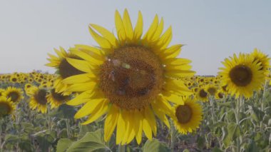 Gün batımında çiçek açan ayçiçekleri organik bir tarlada..