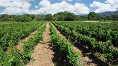 Yaz günü uzun sıra yeşil üzüm bağları. Arka planda mavi gökyüzü.