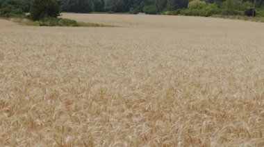 Altın buğday kulakları veya arpa kulakları tarımsal organik bir tarlaya yakın çekim yapar..
