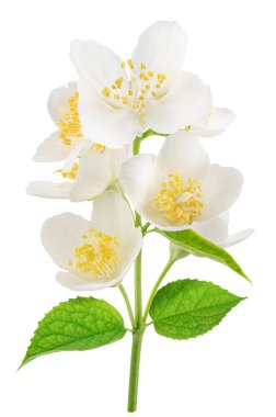 Yeşil yapraklı yasemin çiçekleri beyaz arka planda. Dosya kırpma yolları içeriyor.