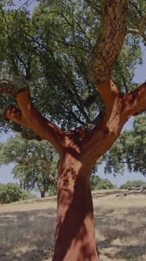 Mantar yulaf kabuğu taze soyulmuş, kızılımsı çekirdeğini ortaya çıkarıyor..