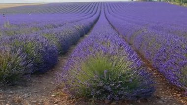 Fransa 'da yaz mevsiminde lavanta çiçekleri açan çiçek tarlaları. Lavanta yağı üretimi için çiftlik