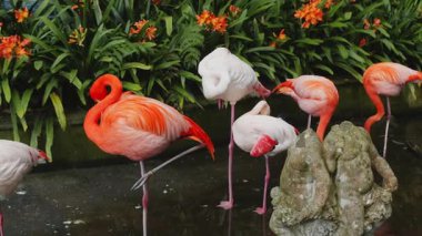 14.04.2025, Funchal, Madeira. Monte Palace Tropikal Bahçesinde zarif ve zarif flamingolar. 