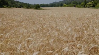 Tarımsal organik tarlalarda altın buğday veya arpa dikenleri.