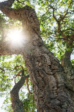 Eski ağaç kabuklarıyla kaplı meşe gövdeleri..