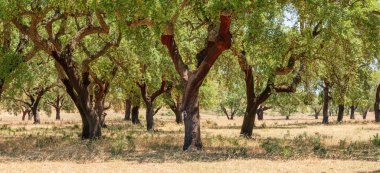 Mantar meşe çiftliği. En yakın yıllarda soymak için uygun yenilenebilir ağaç kabukları olan meşe gövdeleri..