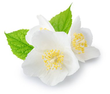 Yeşil yapraklı yasemin çiçekleri beyaz arka planda. Dosya kırpma yolları içeriyor.