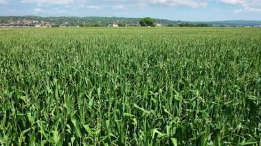 Yeşil mısır tarlasının havadan görünüşü. Büyüyen mısır, en popüler ve en çok talep gören tarım ürünlerinden biri..