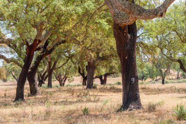 Mantar meşe çiftliği. En yakın yıllarda soymak için uygun yenilenebilir ağaç kabukları olan meşe gövdeleri..