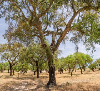 Mantar meşe çiftliği. En yakın yıllarda soymak için uygun yenilenebilir ağaç kabukları olan meşe gövdeleri..