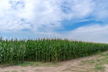 Yeşil mısır tarlası. Büyüyen mısır, en popüler ve en çok talep gören tarım ürünlerinden biri..