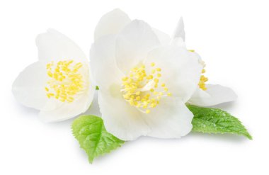 Yeşil yapraklı yasemin çiçekleri beyaz arka planda. Dosya kırpma yolları içeriyor.