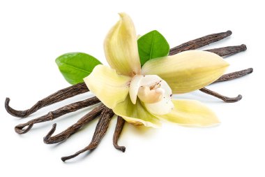 Sarı güve çiçeği ve beyaz arka planda vanilya çubukları. Dosya kırpma yolu içeriyor.