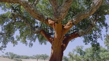 Mantar meşe ağaçları çiftliği. Meşe gövdeleri yeni soyulmuş, kırmızı çekirdeğini ortaya çıkarıyor..