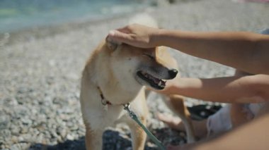 Mayo giymiş bir kadın, çakıl taşı plajında Shiba Inu köpeğiyle oturuyor. Evcil hayvanlarla tatil. Evcil hayvanlar - dostça bir kavram.