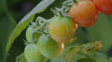 Domatesin üzerinde olgun vişneli domatesler. Yatay video.