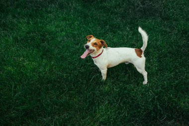Jack Russell Terrier koşma ve atlama kamerada