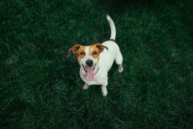 Jack Russell Terrier koşma ve atlama kamerada
