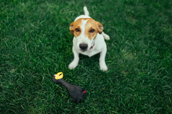 Jack Russell Terrier Koşma Atlama Kamerada — Stok fotoğraf
