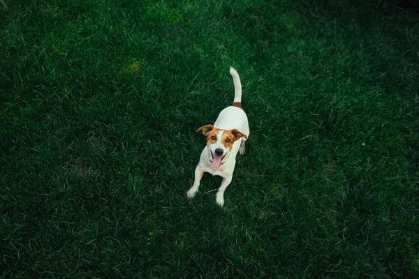 Jack Russell Terrier Springa Och Hoppa Kamera — Stockfoto