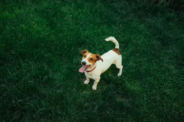 Jack Russell Terrier Bieganie Skakanie Kamery — Zdjęcie stockowe