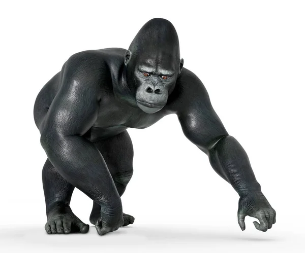 Chodící Gorila Bílém Pozadí — Stock fotografie