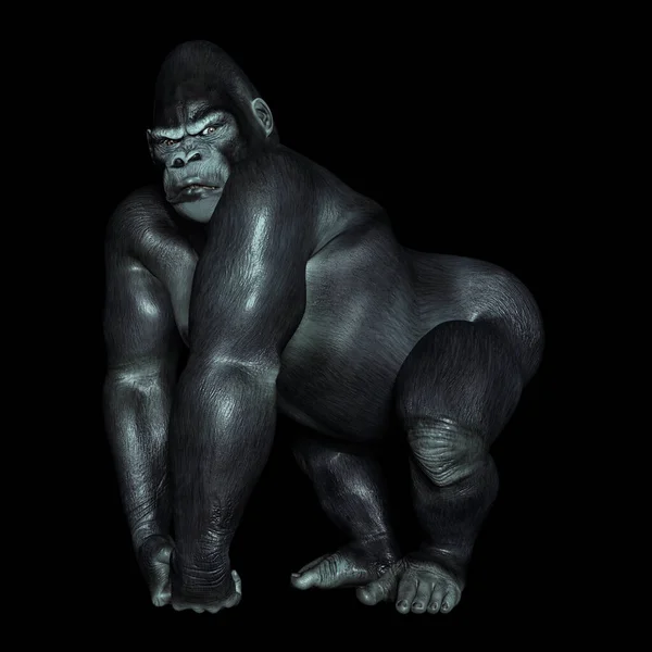 Gorilla Black Background — Stock Photo, Image