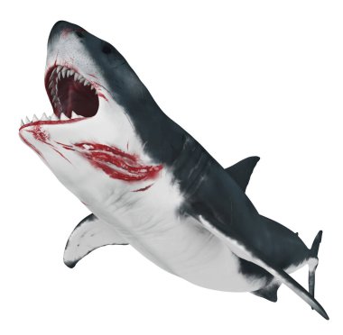 Büyük Beyaz Köpekbalığı beyaz arkaplanda izole edildi