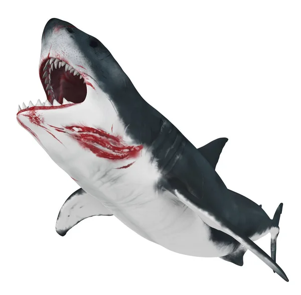 Gran Tiburón Blanco Aislado Sobre Fondo Blanco —  Fotos de Stock