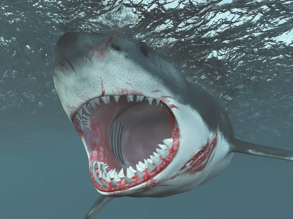 Büyük Beyaz Köpekbalığı Denizin Yüzeyinde Yüzer — Stok fotoğraf