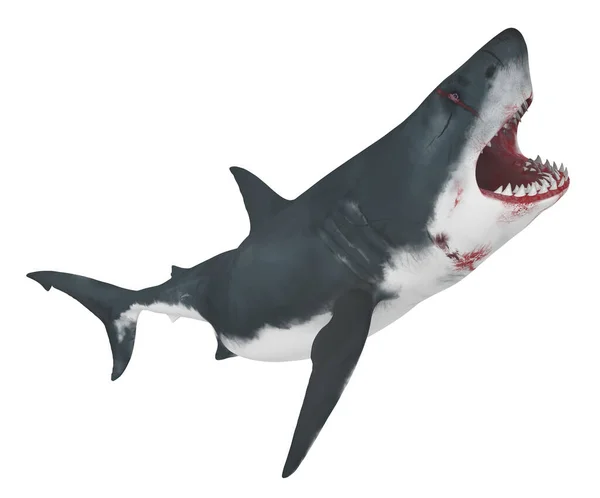 Grande Tubarão Branco Isolado Fundo Branco — Fotografia de Stock