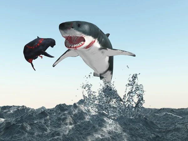 白いサメとアザラシ — ストック写真
