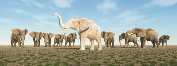 White elephant in an elephant herd
